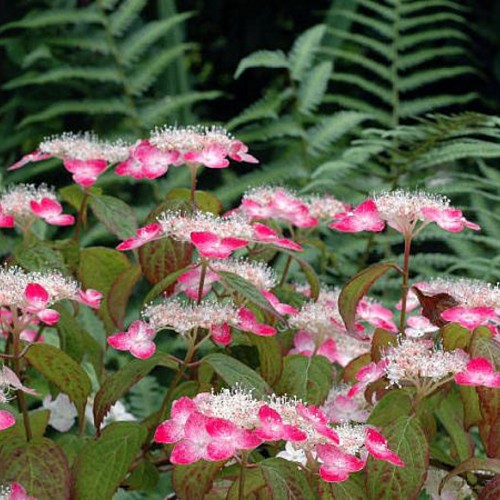 Hydrangea serrata 'Kurenai' - Saagjas hortensia 'Kurenai' 